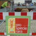 Ditmarscher Hof Restaurant