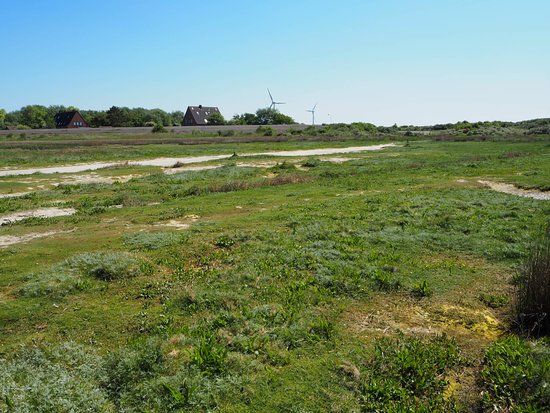 Borkums Naturschutzgebiet Greune Stee