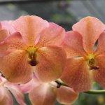 Orchidee Asia Bistro