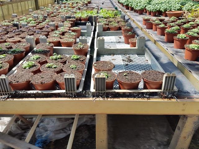 Ristorante-Pizzeria Bei Angelo