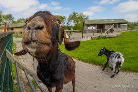 St Peter Ording Westküstenpark