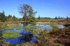 Bordelumer Heide und Langenhorner Heide mit Umgebung