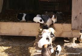 Birgits Tiergarten - Streichelzoo und Parkanlage in Rechtsupweg