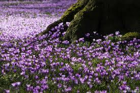 Husumer Krokusblüte