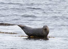 Seehundbank "Hohes Riff"