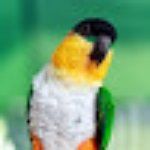 Asia Restaurant Rosengarten